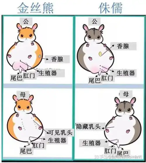 如何知道仓鼠是男是女呢