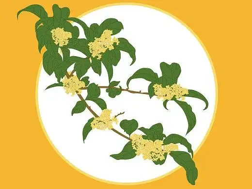 桂花插画-创作习作1073032年前菊插画-创作习作75012年前字体练习平面