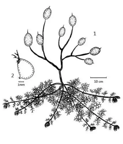 青苔简笔画怎么画