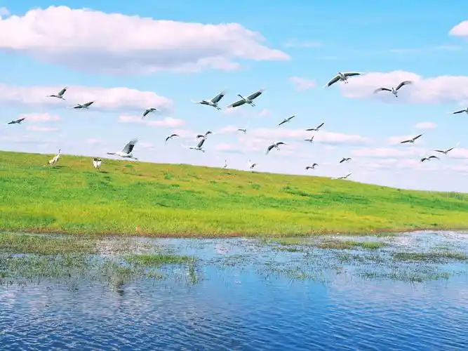 【齐齐哈尔景点图片】扎龙国家级自然保护区