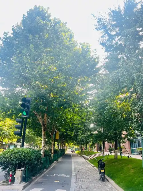 喜欢夏天的梧桐树