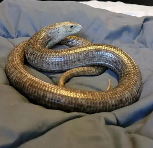 图片[5]-帝王蛇蜥 – 没有腿的蜥蜴-宠物乐园