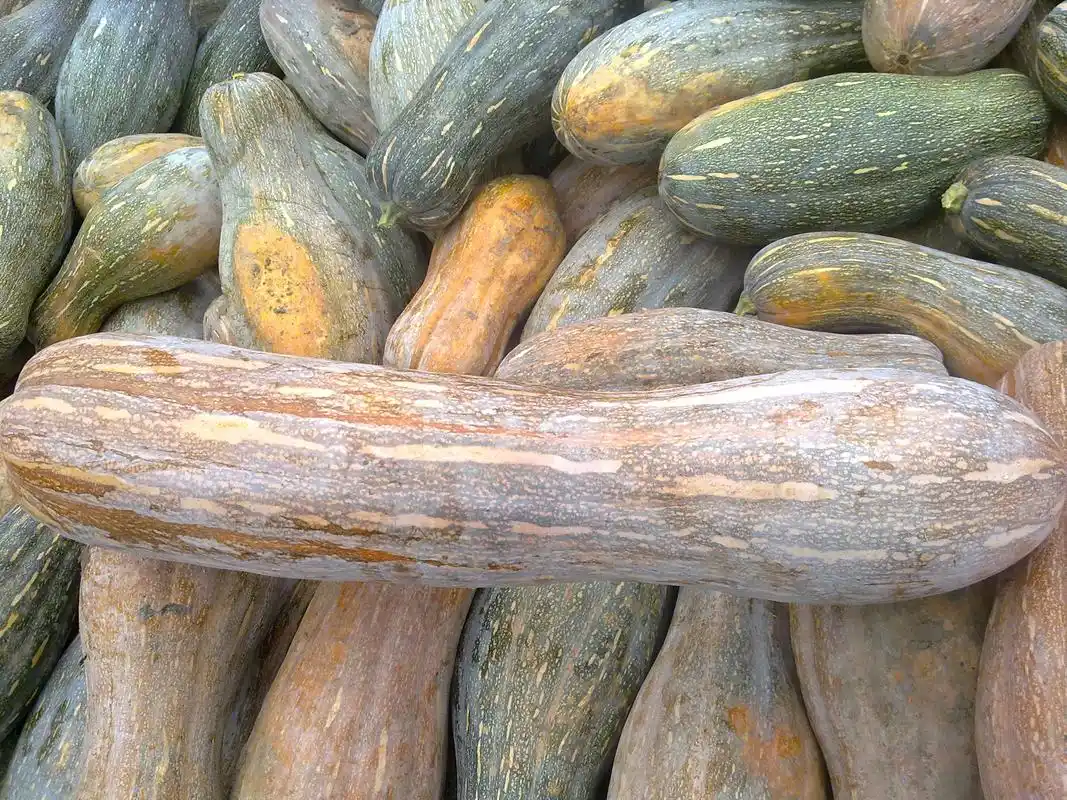 供应南瓜,个人, 中国蔬菜网产品库