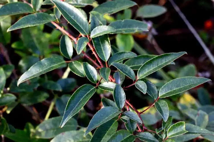 金樱子蔷薇科蔷薇属