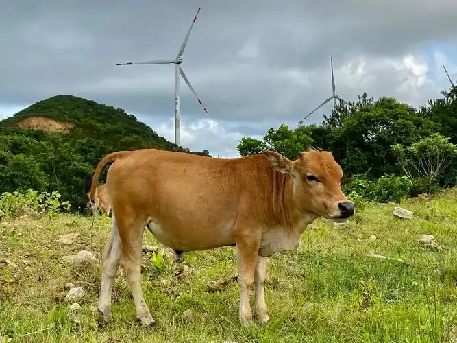 浮山岭上看黄牛