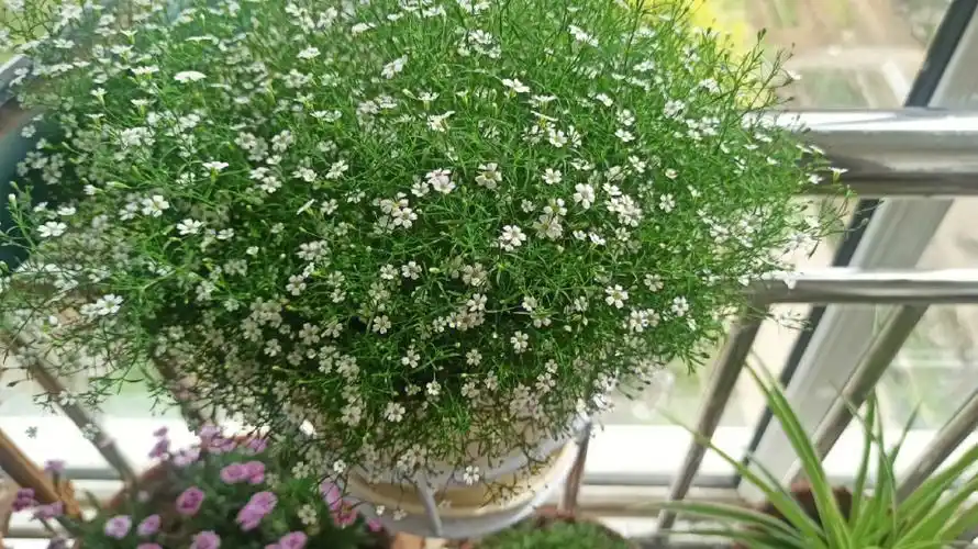 清新雅致的满天星,换盆之后更高打理,生长开花更加旺盛,也非常好养的