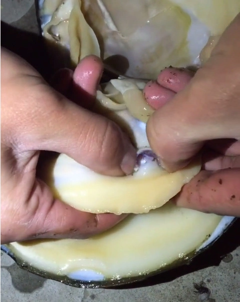 男子将河蚌壳打开,按住黄色的肉质,挖出来的让他惊喜