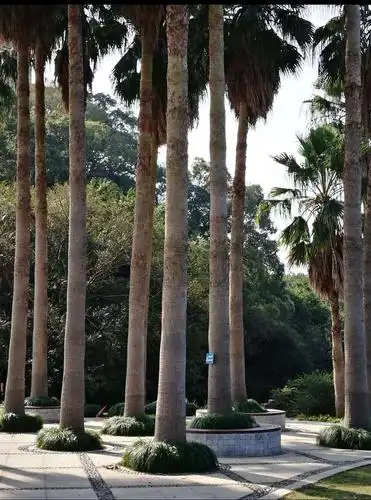 树的底部围种了一圈绿草,不多见.