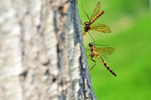 漂亮的马尾姬蜂
