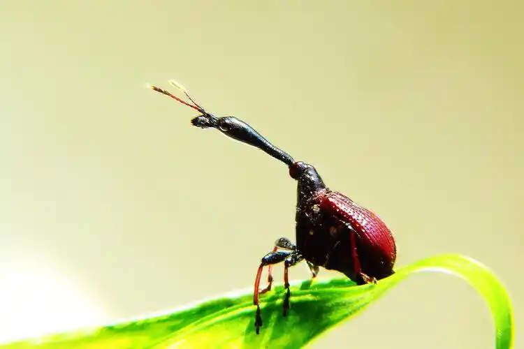 长颈卷叶象鼻虫