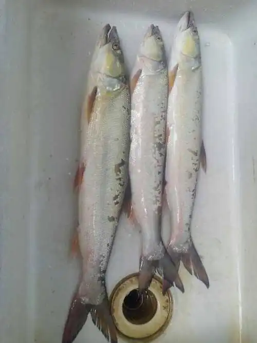 鳡鱼   elopichthys bambusa ,又名"黄钻","竿鱼",古代称贤鳏鱼.