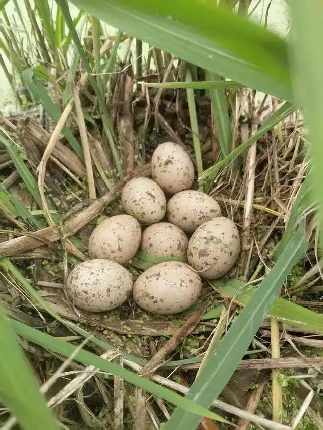 水田中央有窝蛋,浙江一群爱鸟人士接力守护20多天等它破壳_媒体_澎湃
