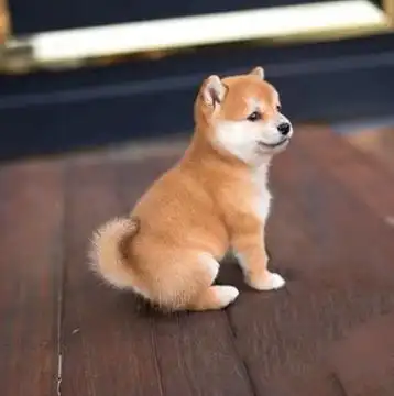 出售纯种柴犬幼犬活体赤柴黑色豆柴幼崽日本秋田犬中型犬宠物狗狗