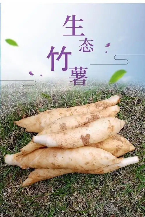 孕妇能吃竹薯煲汤吗(竹薯孕妇对胎儿有害吗)