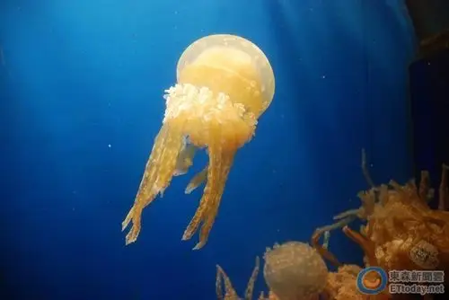 珍珠水母.(图/屏东海生馆提供)