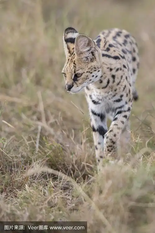 几只猫在散步,肯尼亚马赛马拉