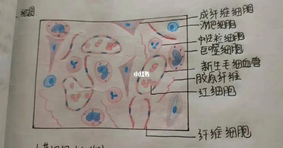 病理实验肉芽组织