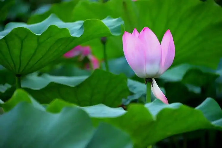 夏日池塘荷花开