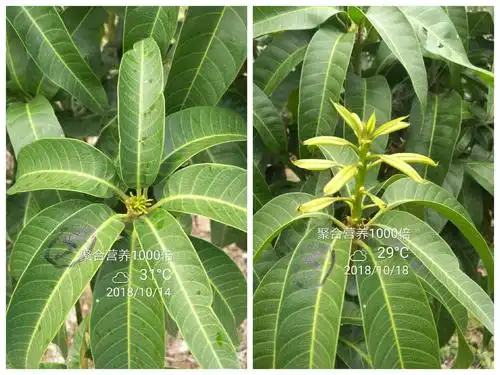 聚合营养在芒果上催花