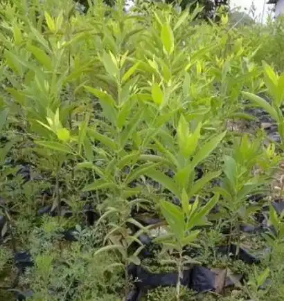 檀香苗适合养在家里吗