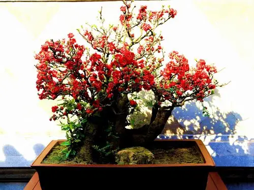 陶然亭精品海棠盆景展