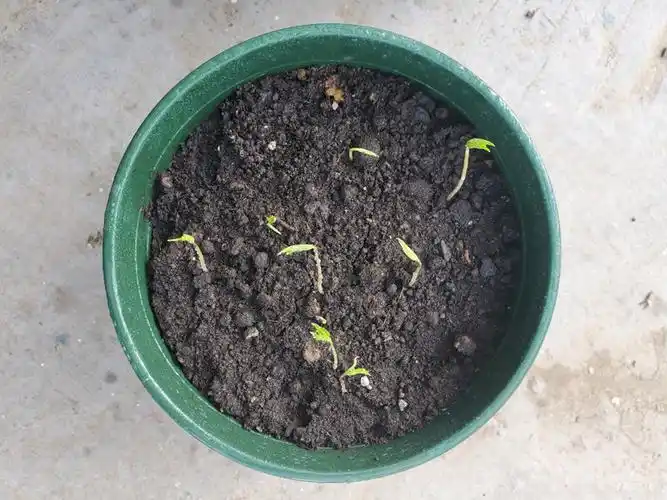 发芽人参种子长白山带土人参苗种植正宗盆栽中药材野山参种苗食用【益