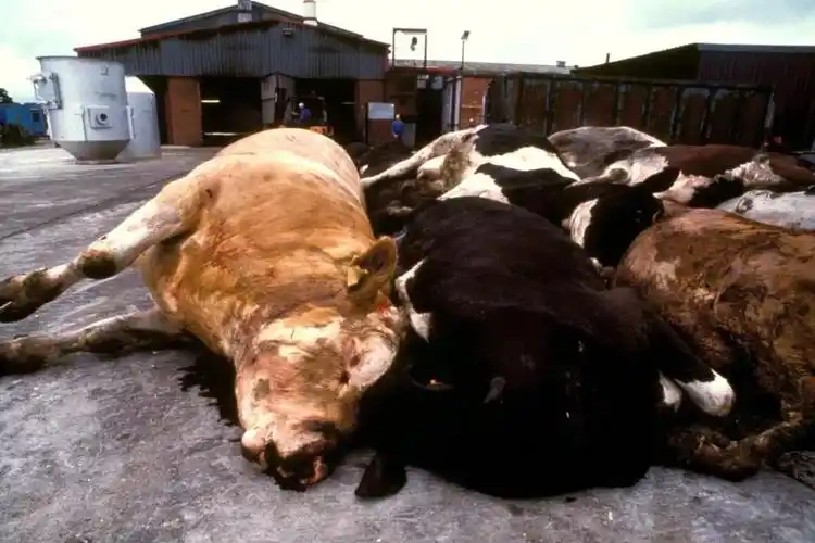 动物传染病带给人类的可怕后果丨向肉食说no