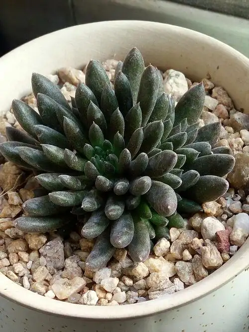 滇石莲:我国云南本土多肉,状态好时黑的发亮.