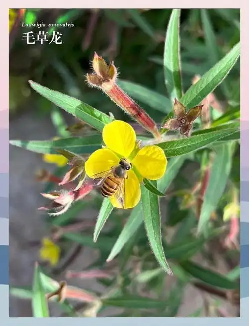 草龙:一种常见的中草药 🌿