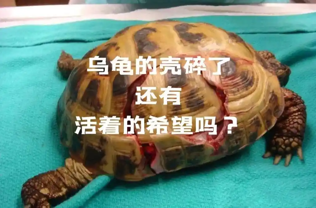 乌龟的壳碎了,还有活着的希望吗?无论是水龟 - 抖音