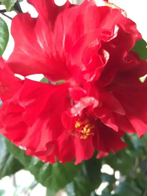 已经频临死亡的扶桑花在主人的精心照料下以开花为回报.