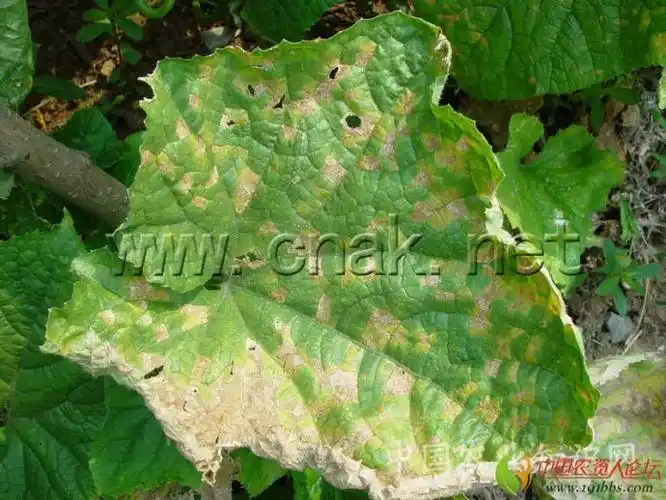 黄瓜病害大全高清图片