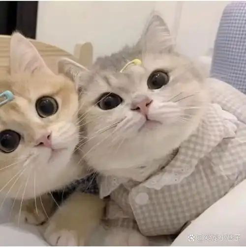 可爱小猫咪双人头像他来了