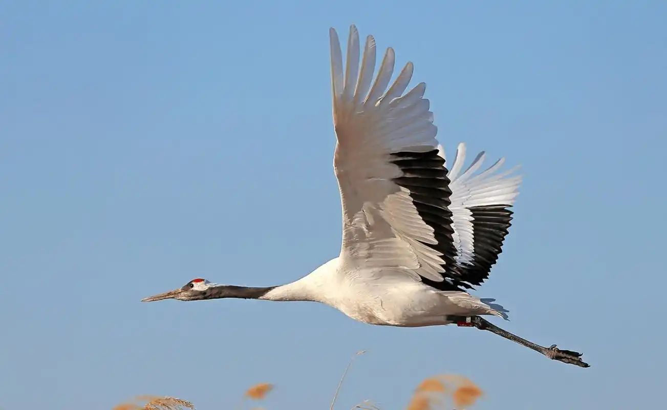 丹顶鹤不能当中国国鸟,因为它有个"日本名"?这是怎么回事?