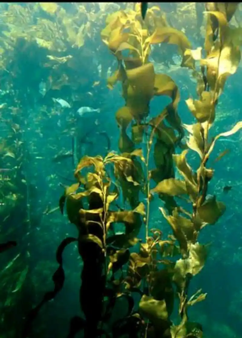 常吃海带对健康与有害是否知道