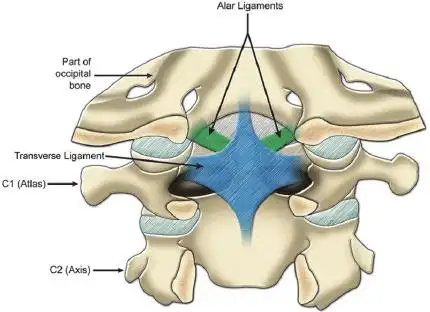 翼状韧带(alar ligament)