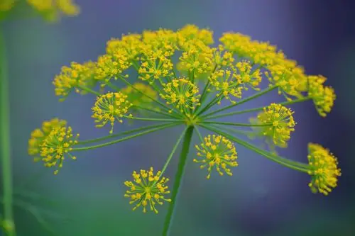 金灿灿的茴香花,原创拍摄