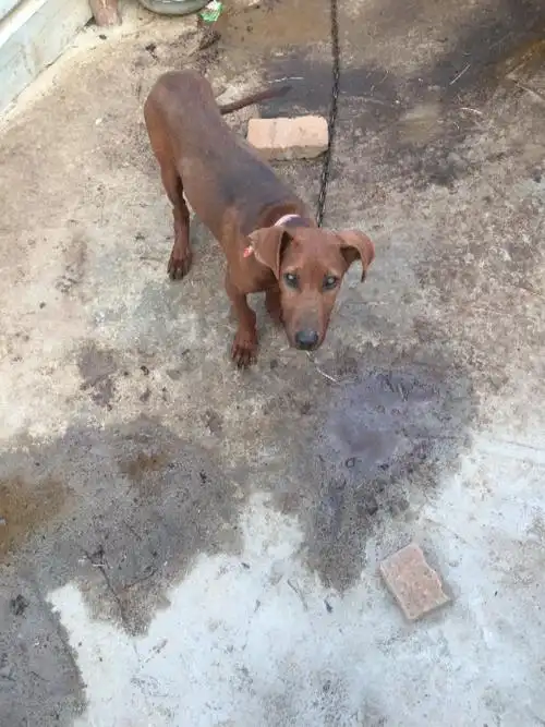 快4个月的红狼犬没有立耳现象,求大神指导下,钙片吃了2个月了?