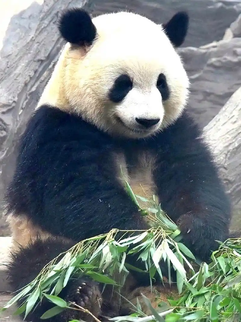 大熊猫# 萌兰来科普喽:大熊猫取食的竹子时候呢,会先闻一闻,挑选匣抖