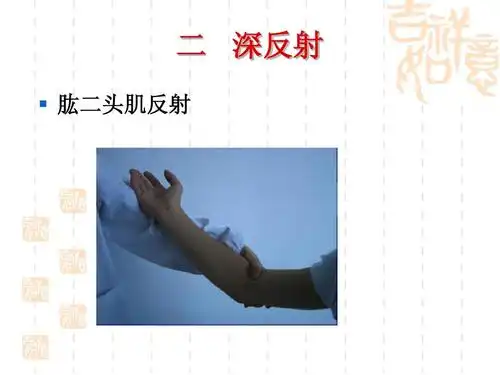 二 深反射   肱二头肌反射