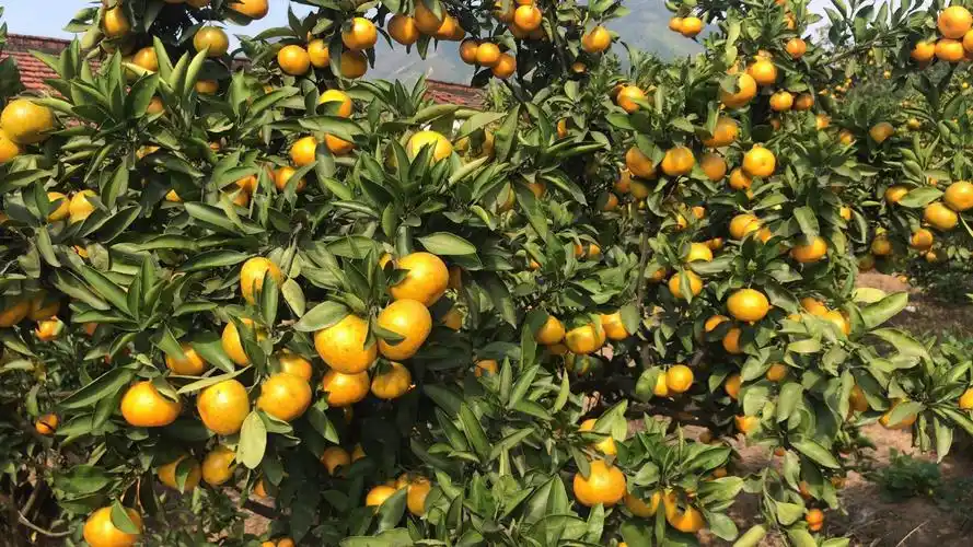 10月5日,友友回汉中城固老家,在山上桔子园拍的丰收季节美景.