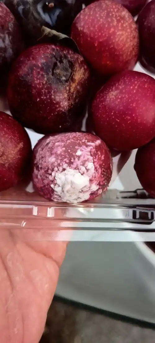 在沃尔玛买的精品盒装李子回家发现腐烂长毛,向客服反映,客服拒绝理赔