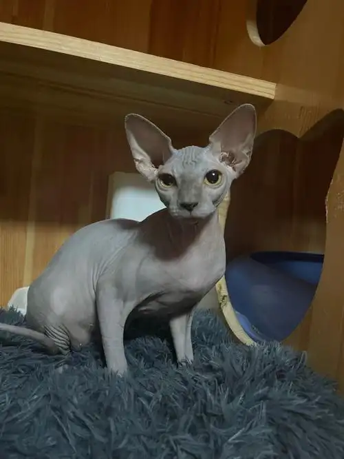 蓝皮斯芬克斯无毛猫
