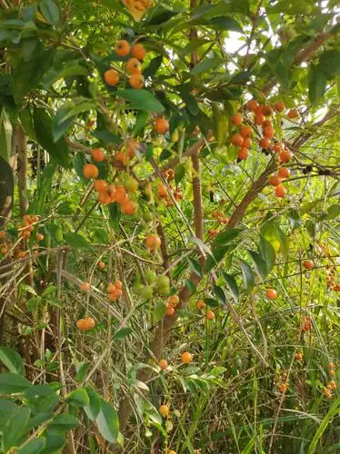 凤凰山山中美景野果