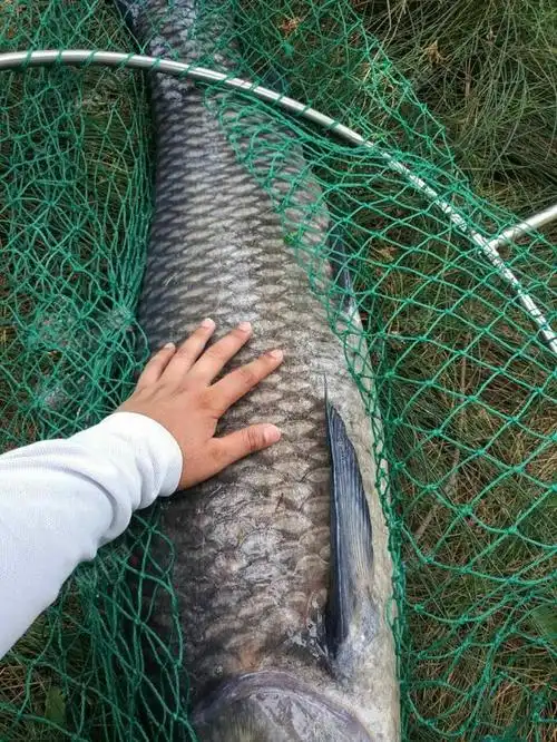 50斤大青鱼上岸了