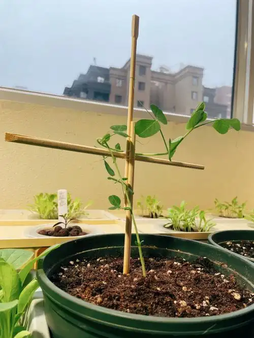 昨天给豌豆宝宝简单搭的架,今天它就用小触手就紧紧抱住了.