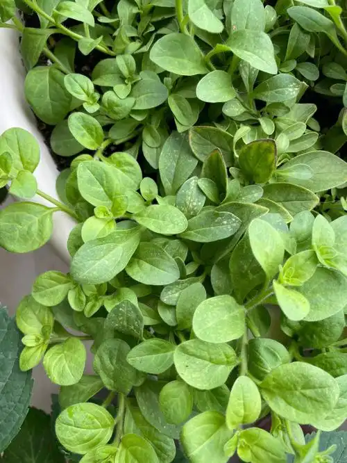 大数据快帮我推给养矮牵牛的姐妹们啊