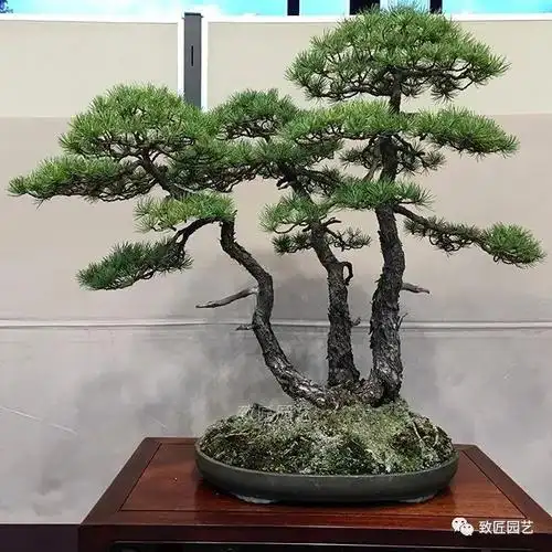 一本三杆,山野丛林