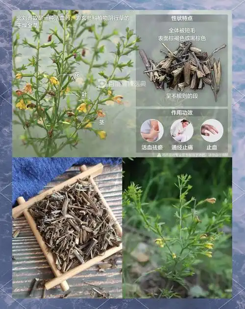 北刘寄奴:了解这味中药的神奇之处 🌿