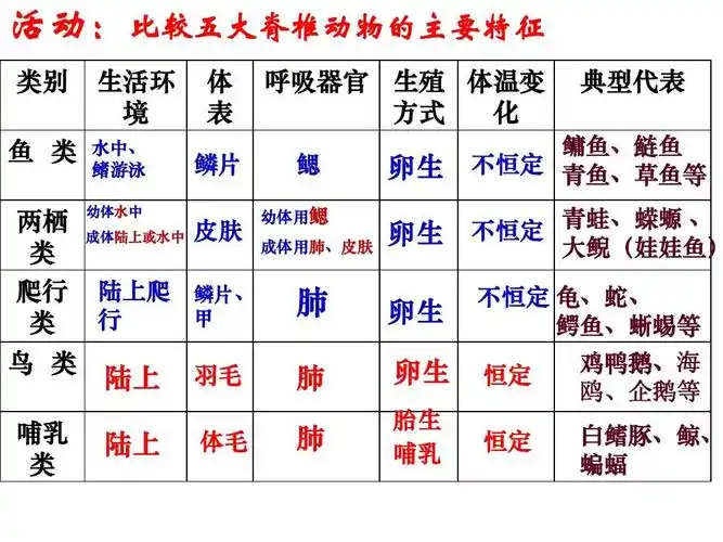 所有分类 小学教育 英语 上课 常见的动物3ppt 活动:比较五大脊椎动物